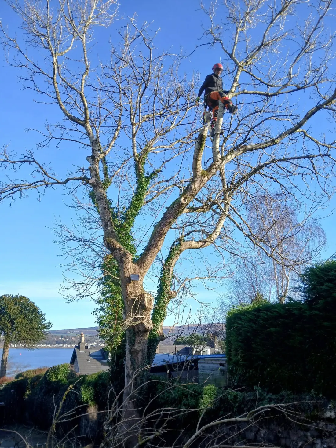 An RIAI climber in red helmet and orange chainsaw trousers high in a bare ash tree against a blue sky, taking it down in sections
